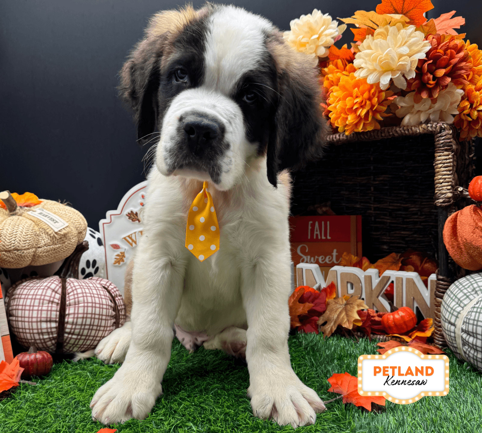 Saint Bernard – 33247