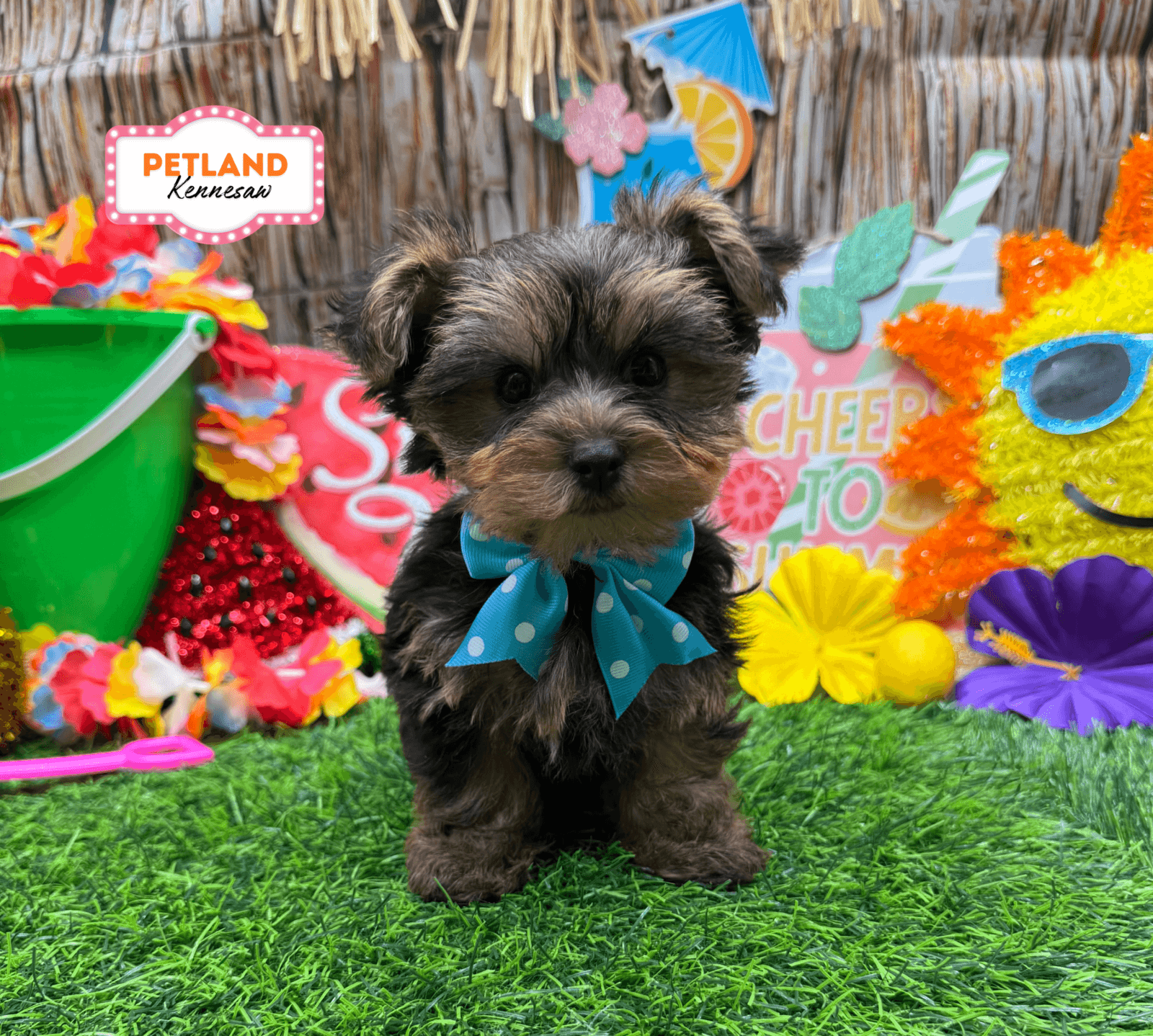 Yorkshire Terrier – 33215