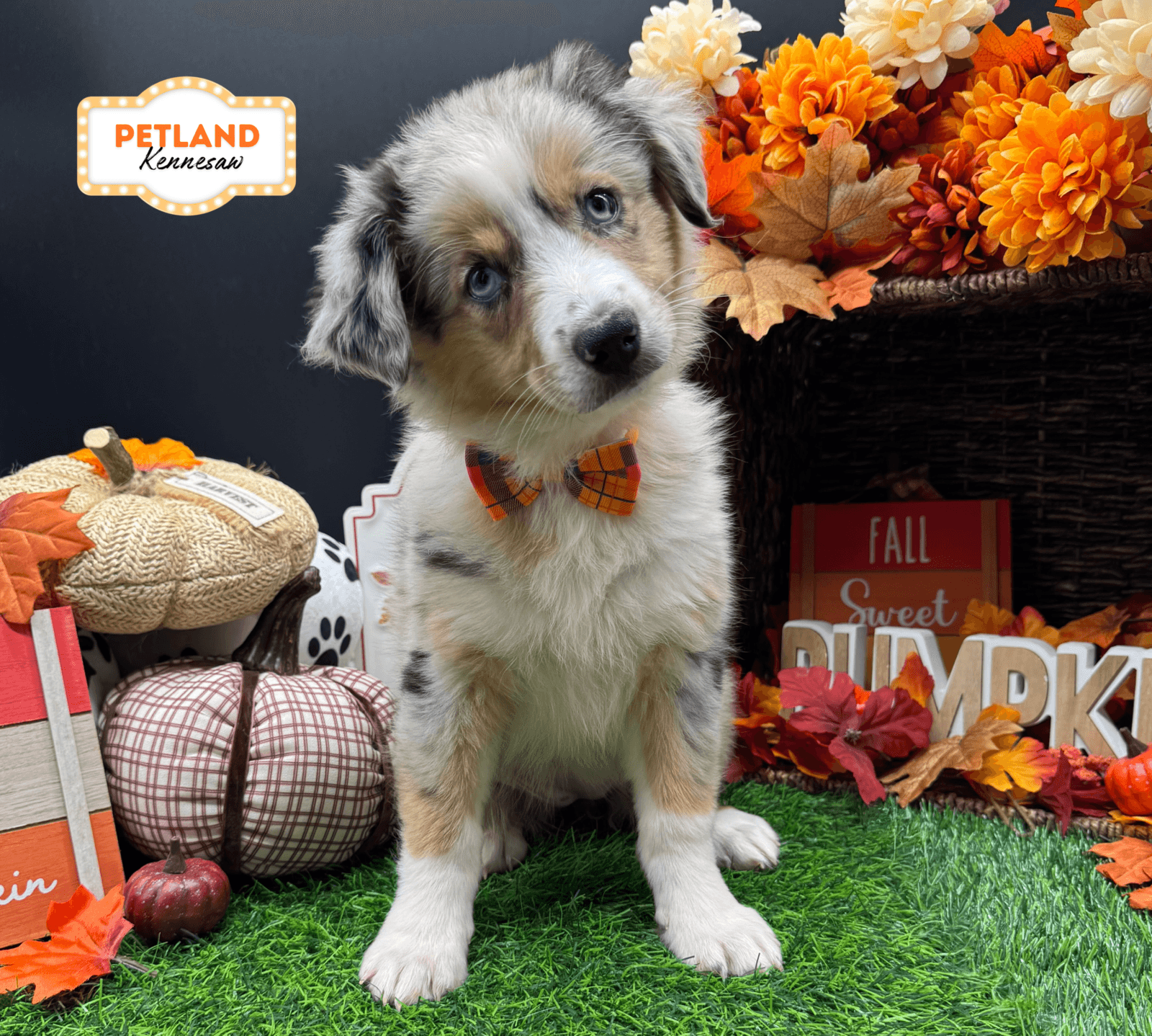 Australian Shepherd – 33219