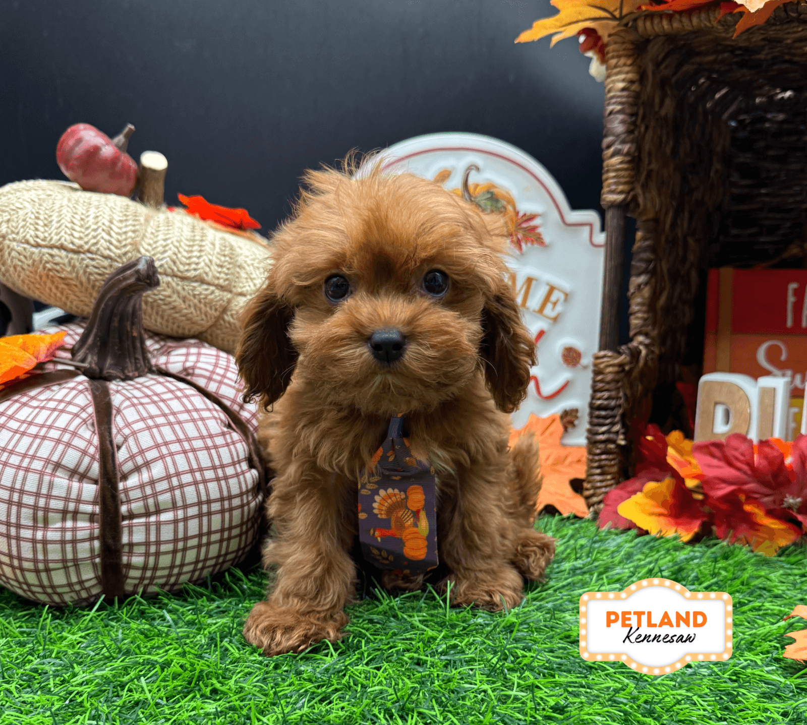 Cavapoo – 33228
