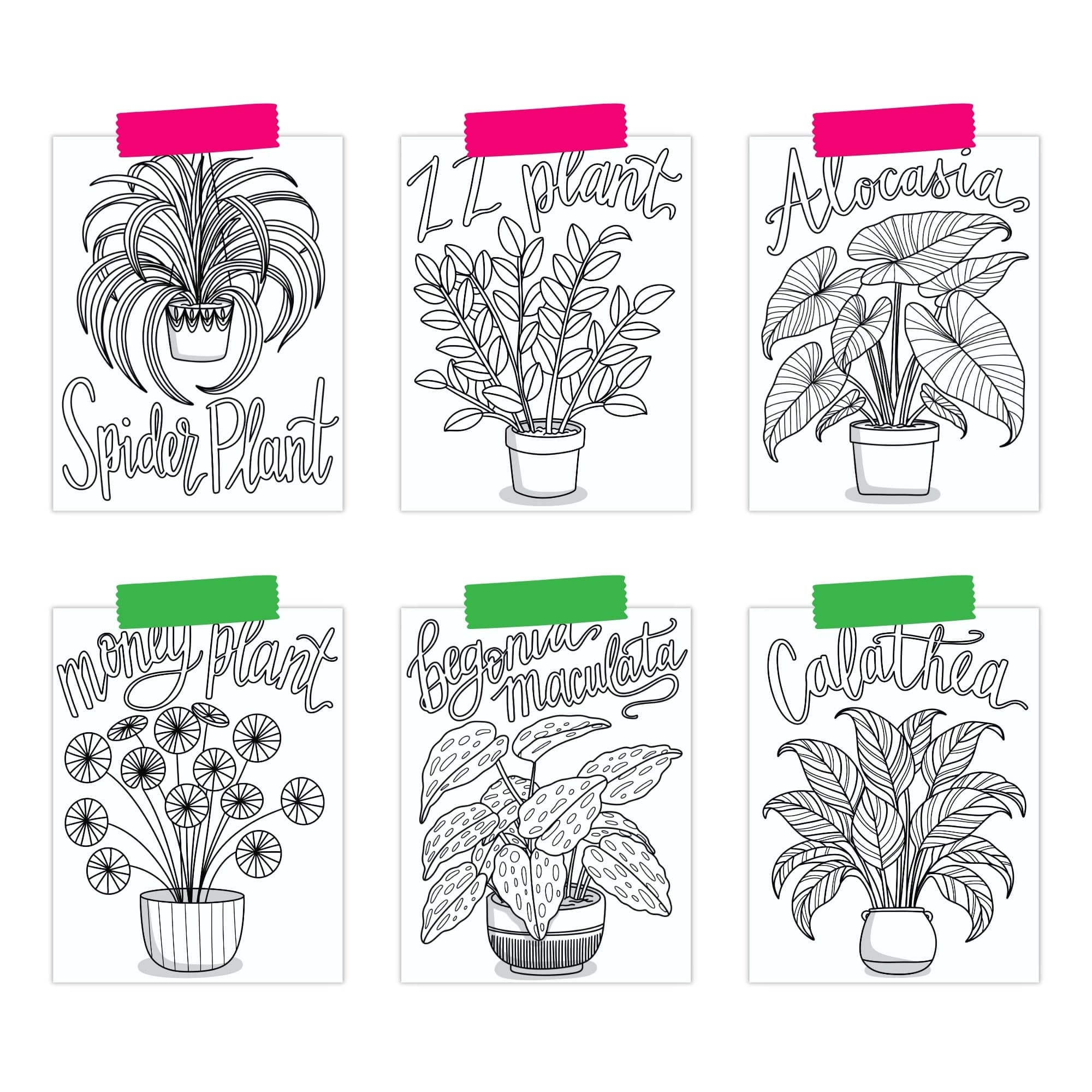 Houseplant Coloring Pages - thumbnail 4