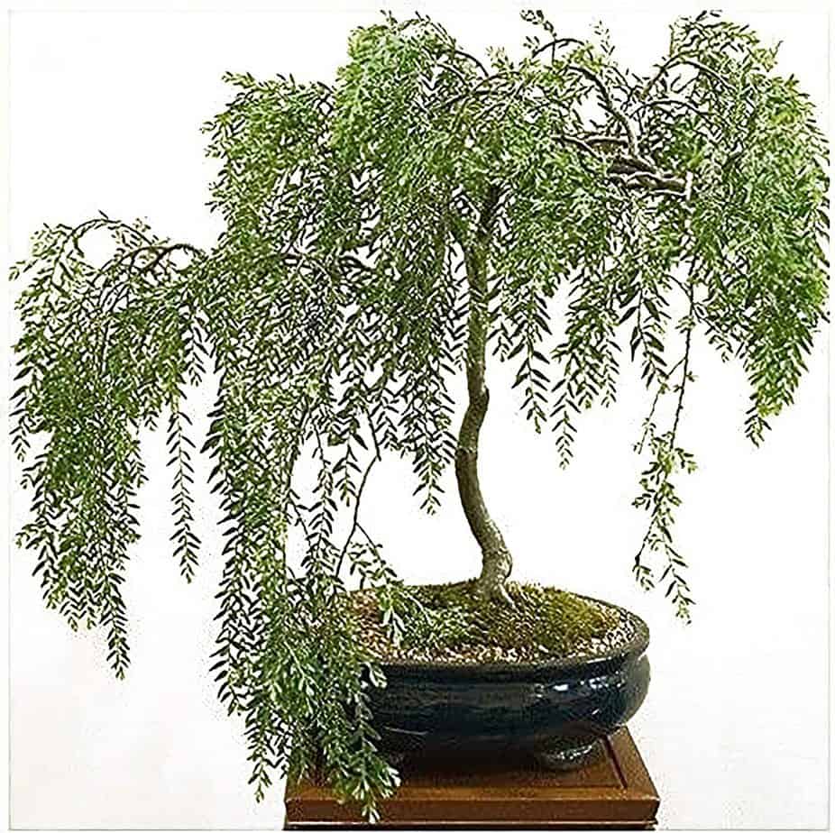 Weeping Willow Bonsai Willow Tree Cutting Kit – Live Bonsai Tree