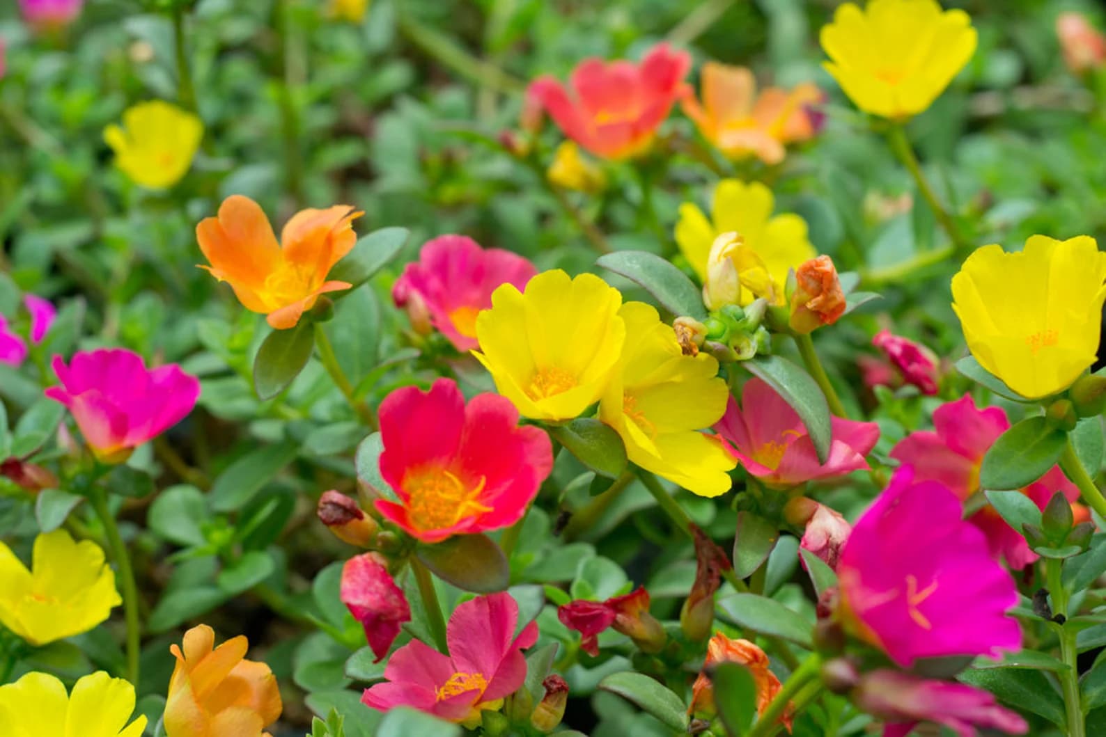 Moss Rose Seeds for Planting – ‘Portulaca Grandiflora’ Flowers for Bonsai Garden Balcony Planting