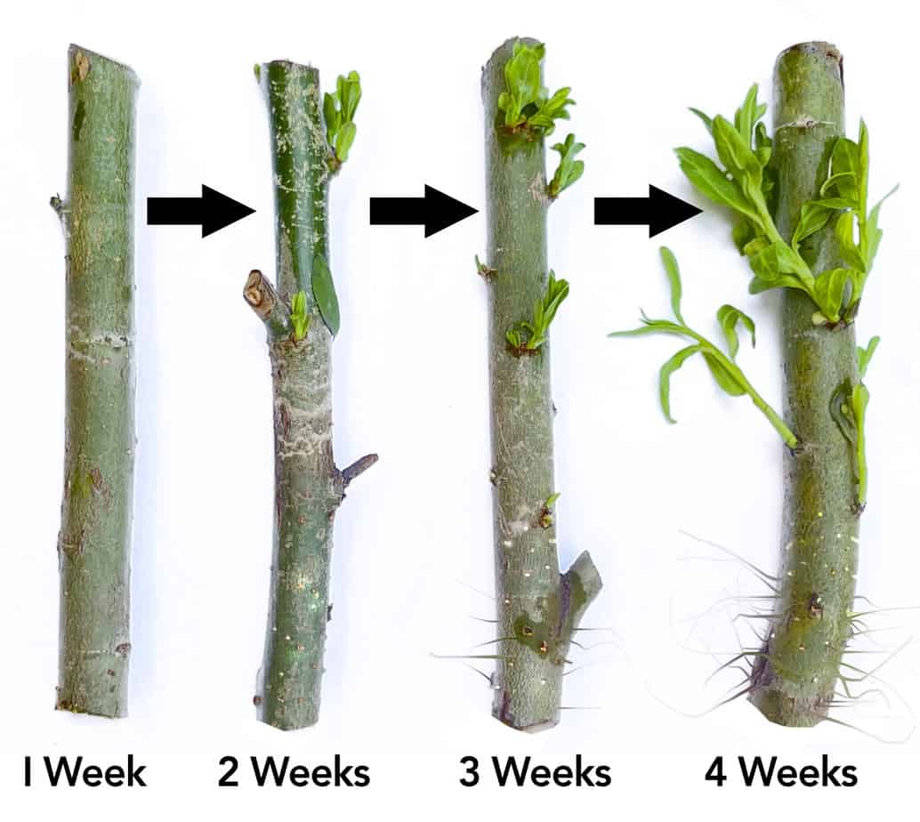 Weeping Willow Bonsai Willow Tree Cutting Kit – Live Bonsai Tree - thumbnail 2