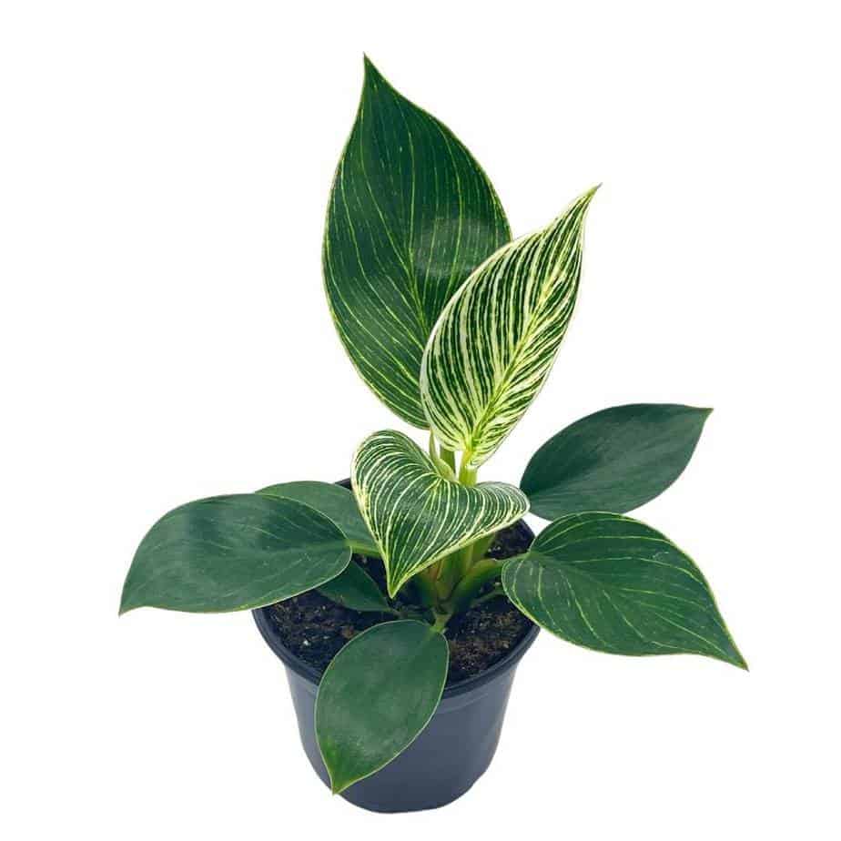 Philodendron Birkin, 4 inch, White Wave, Mermaid’s Tail