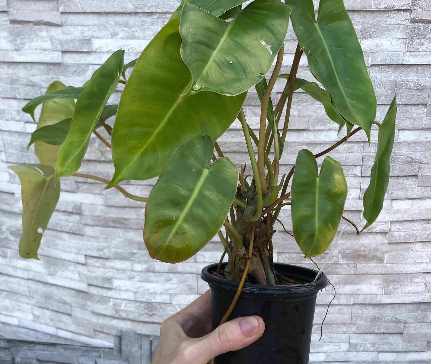 Philodendron Burle Marx Plant in 4″ pot