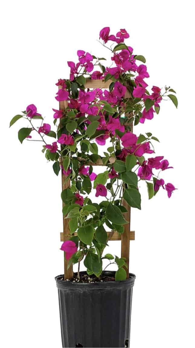 30″ High Live Plant Bougainvillea Vine with Pot &amp; Trellis Assorted Colors
