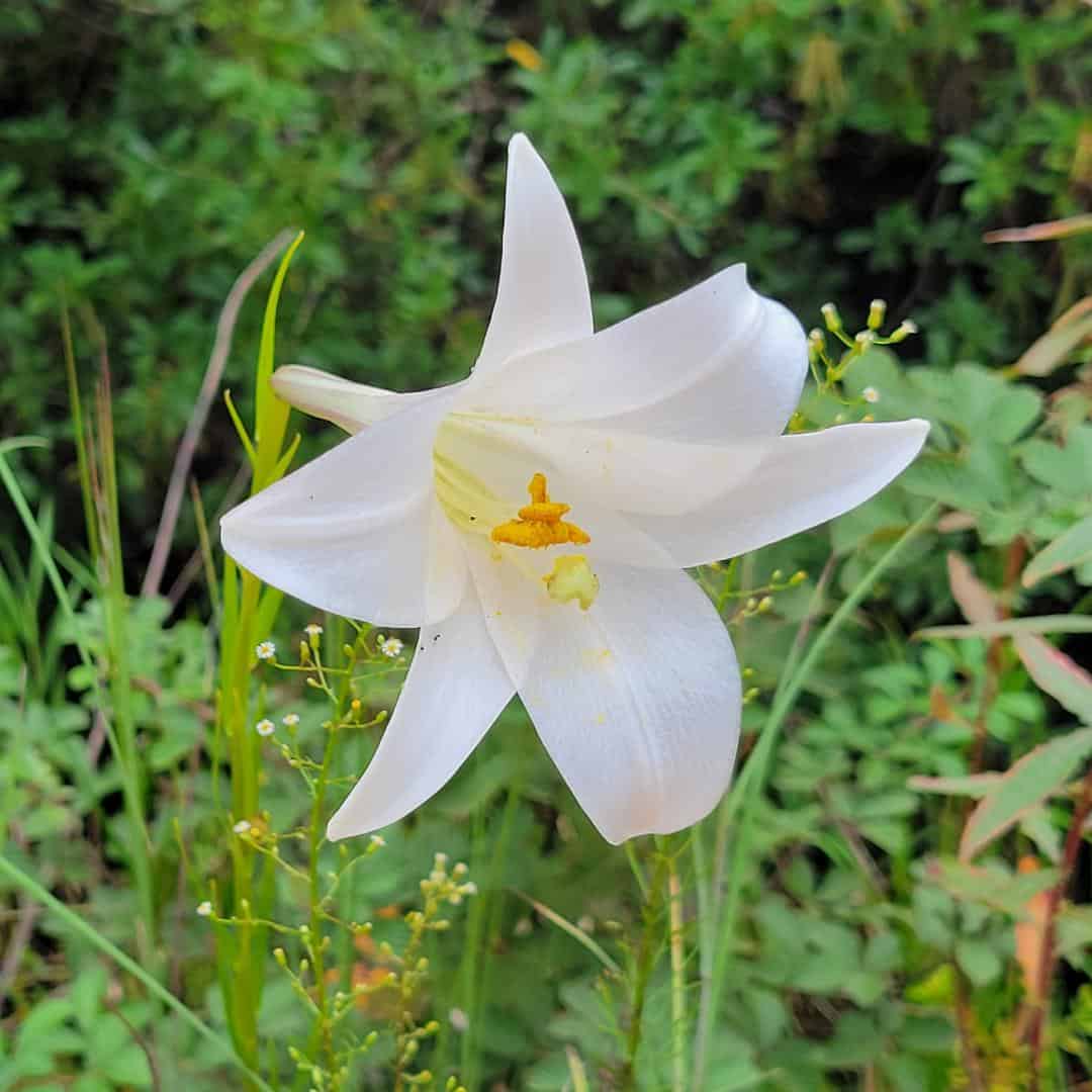 Philippine Lily | 25 Seeds | Lilium Philippinese | Florida Grown