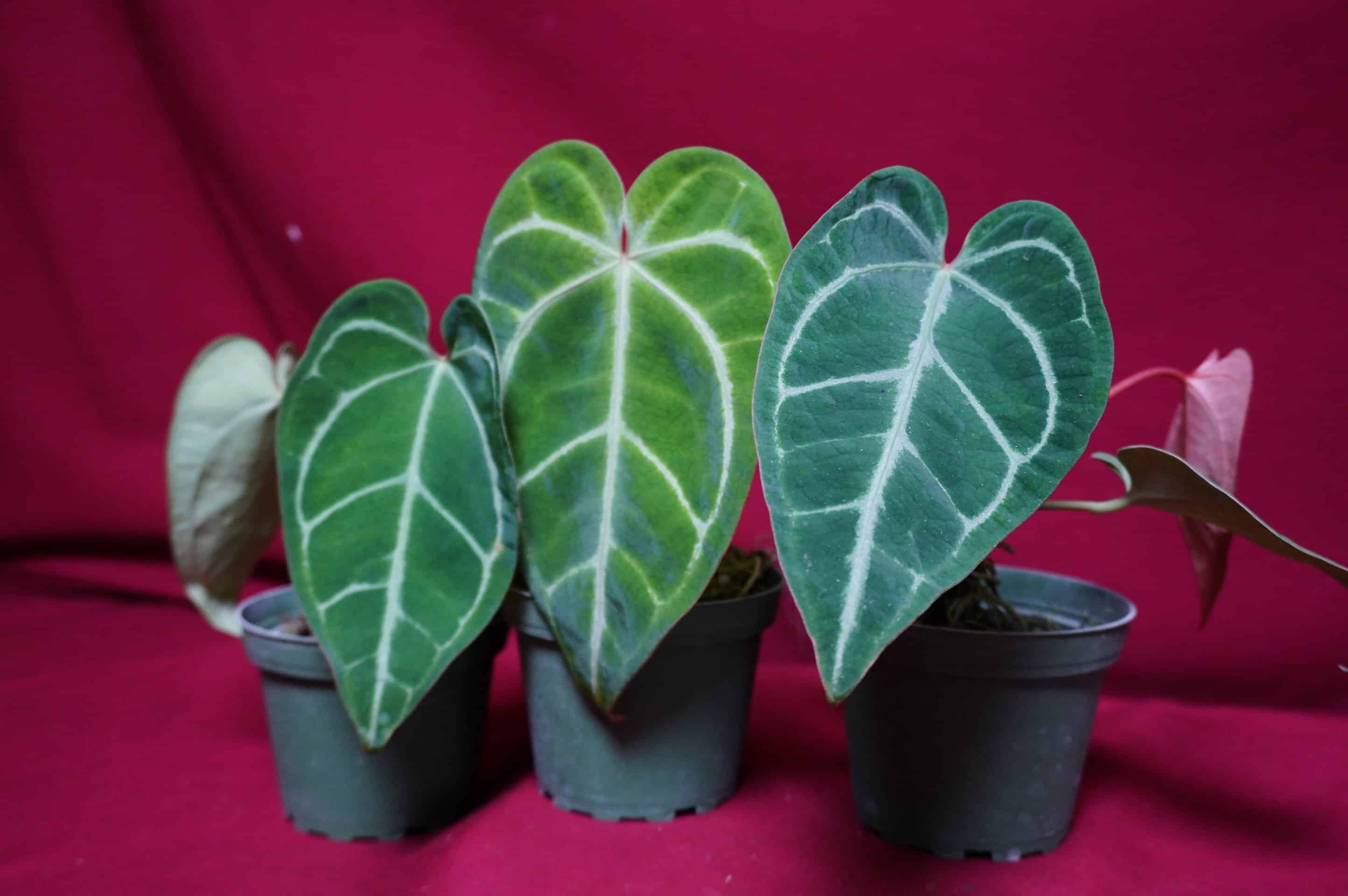 Anthurium Magnificum x Crystallinum