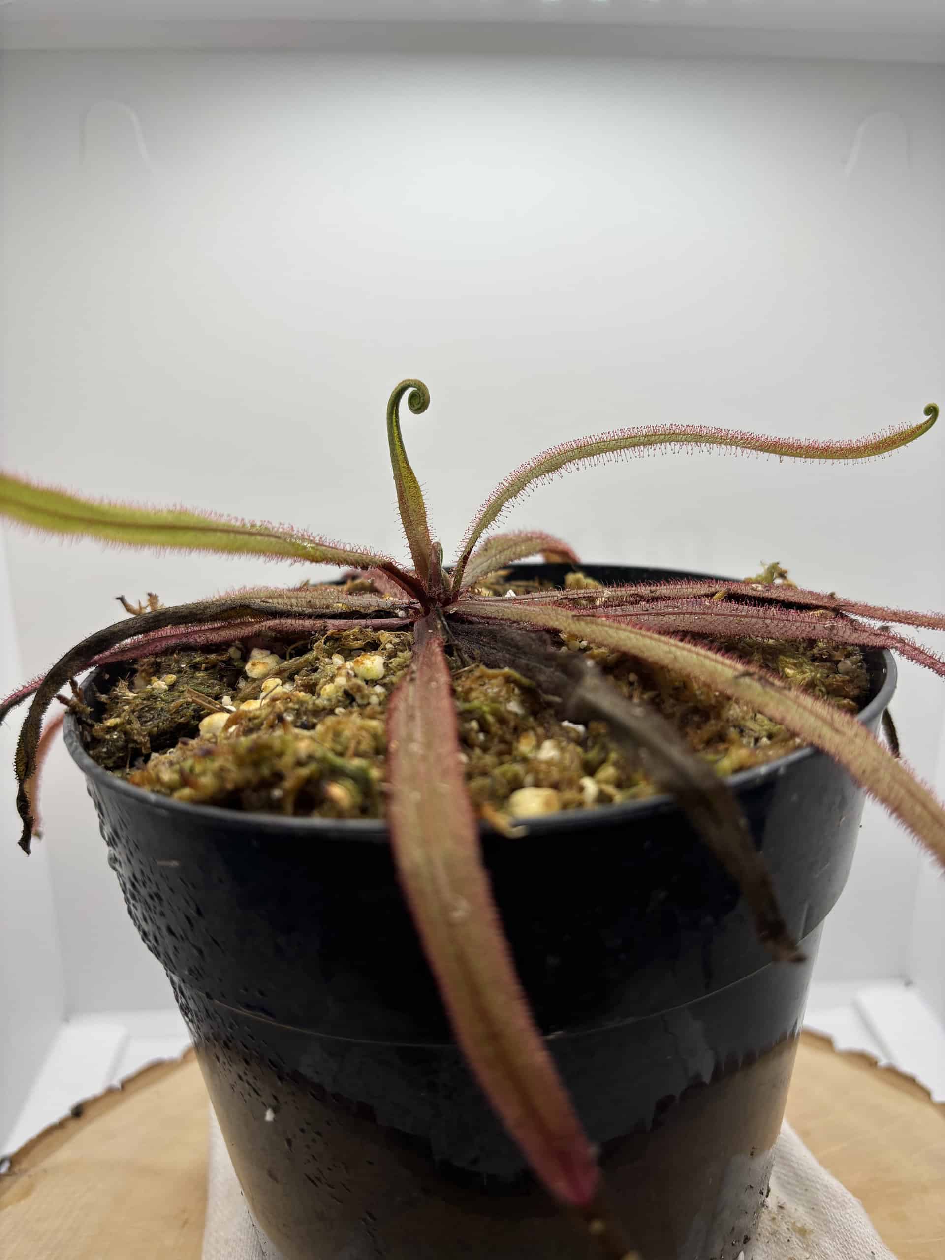 Lance Leaved Sundew, Drosera Adelae, Young Bare Root plant - thumbnail 3