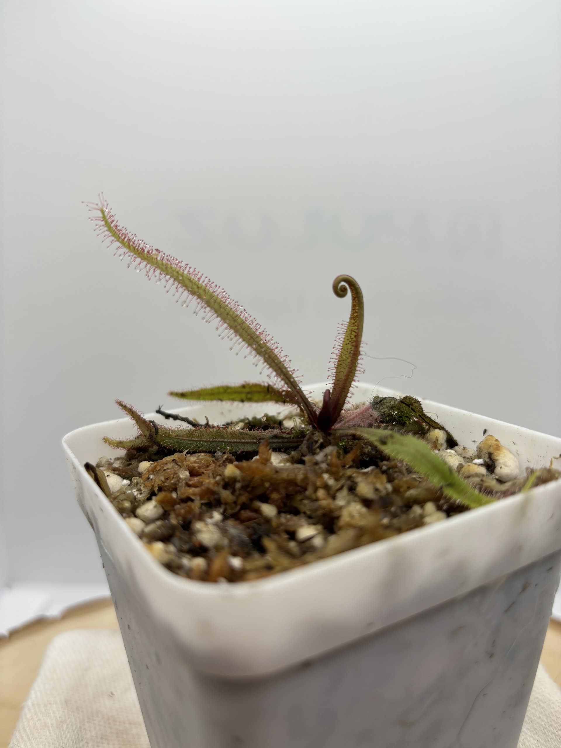 Lance Leaved Sundew, Drosera Adelae, Young Bare Root plant - thumbnail 2
