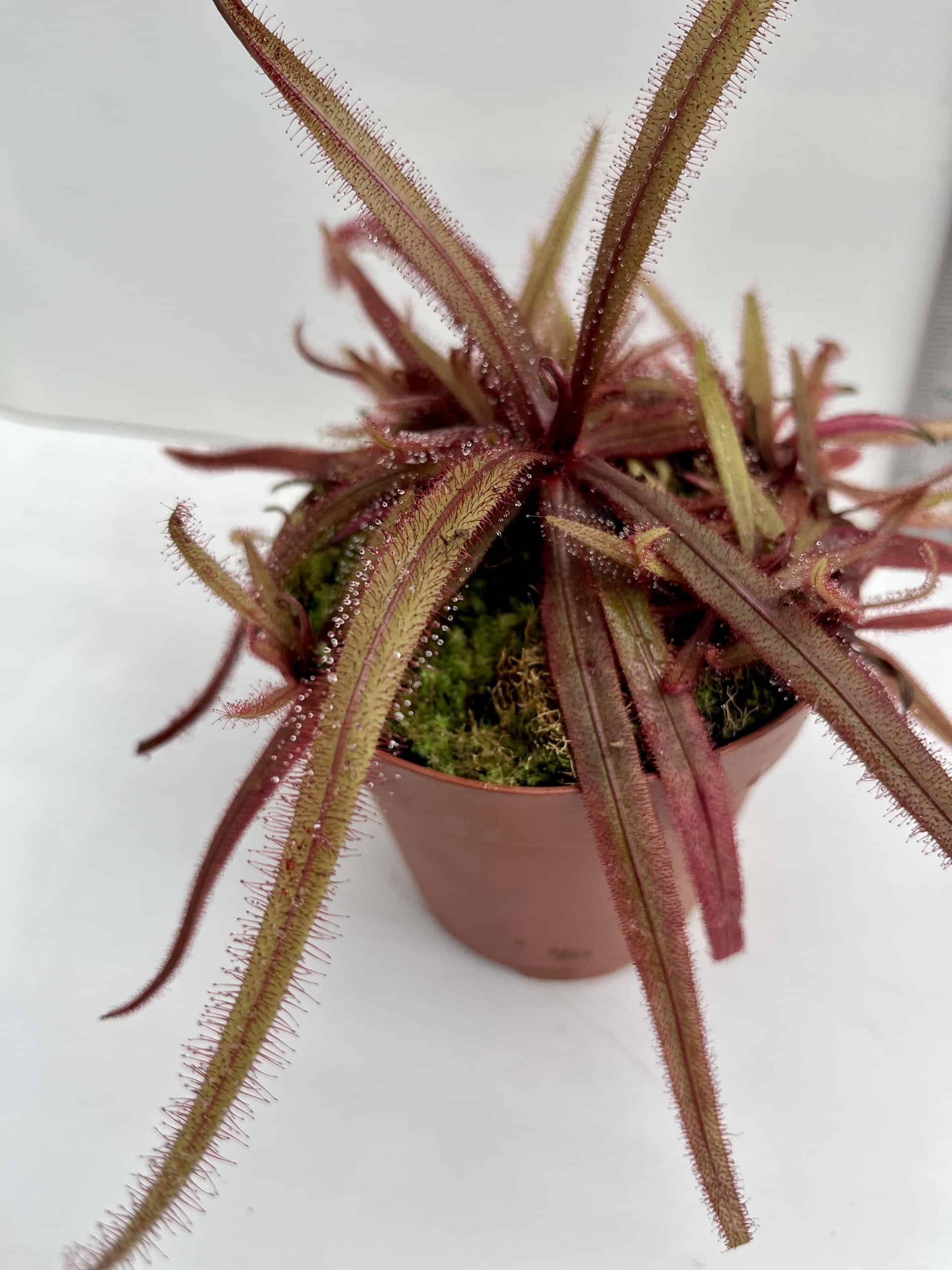 Lance Leaved Sundew, Drosera Adelae, Young Bare Root plant