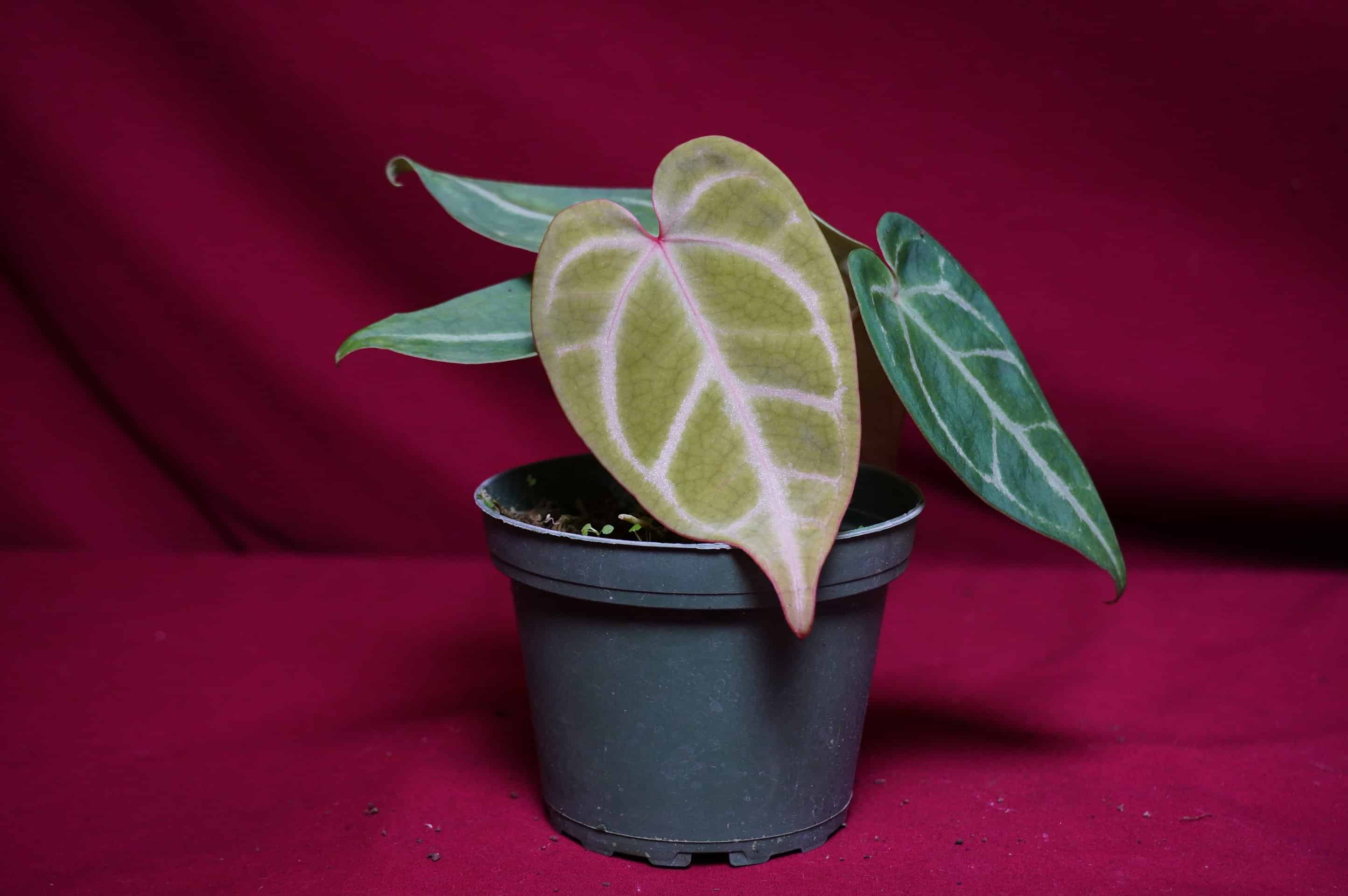 Anthurium Magnificum - thumbnail 2