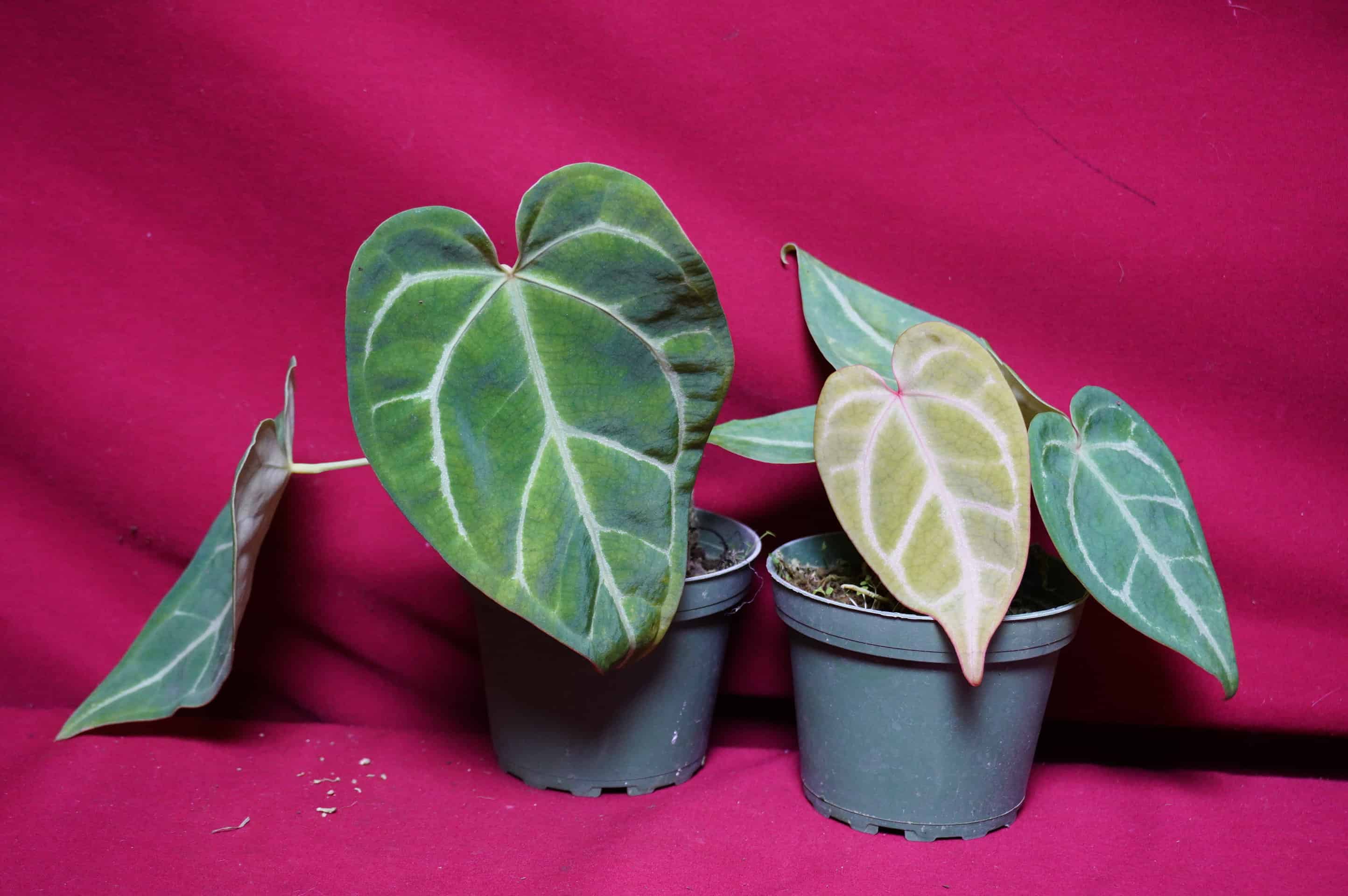 Anthurium Magnificum - thumbnail 3