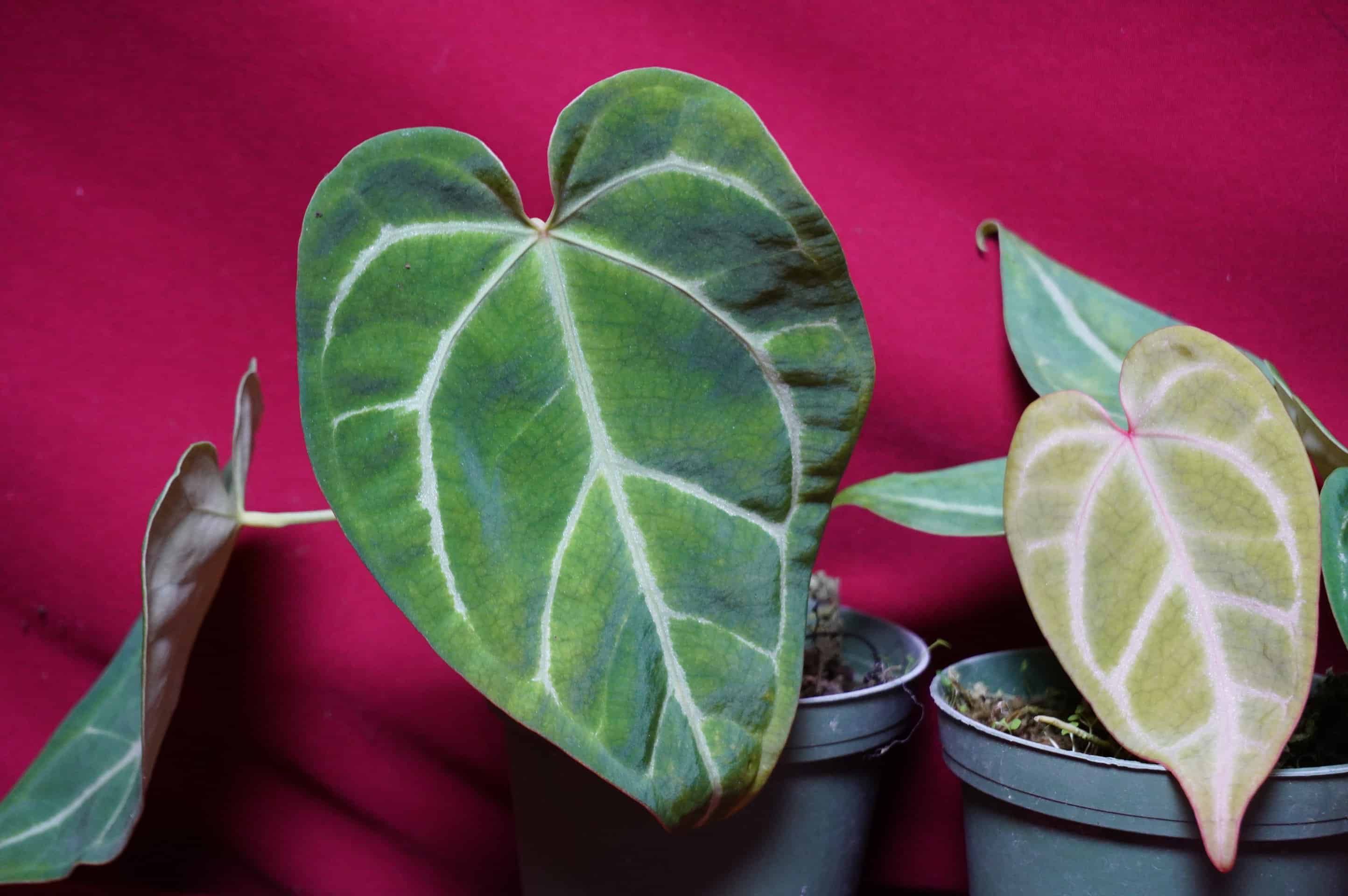 Anthurium Magnificum - thumbnail 4