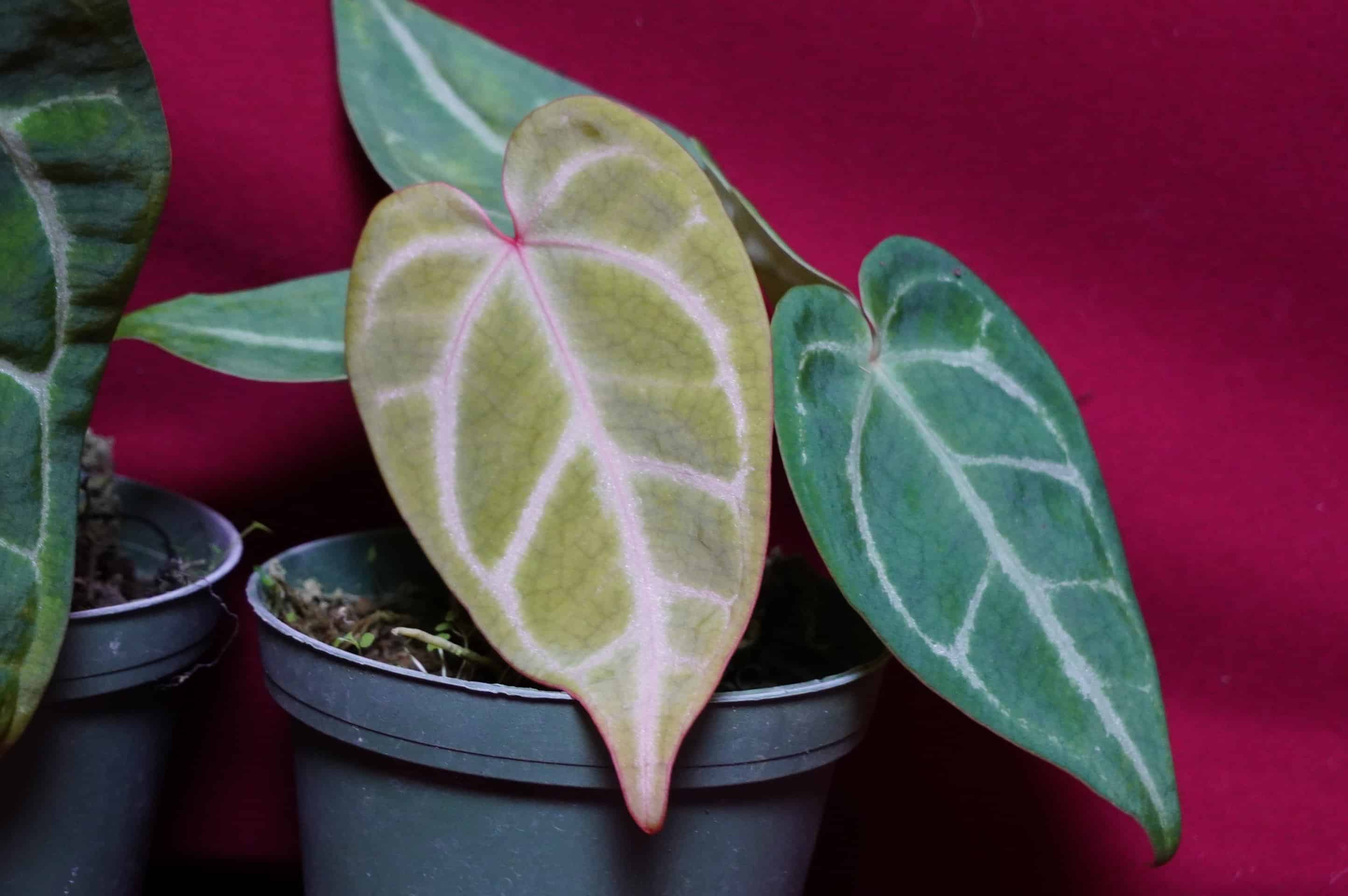Anthurium Magnificum - thumbnail 5