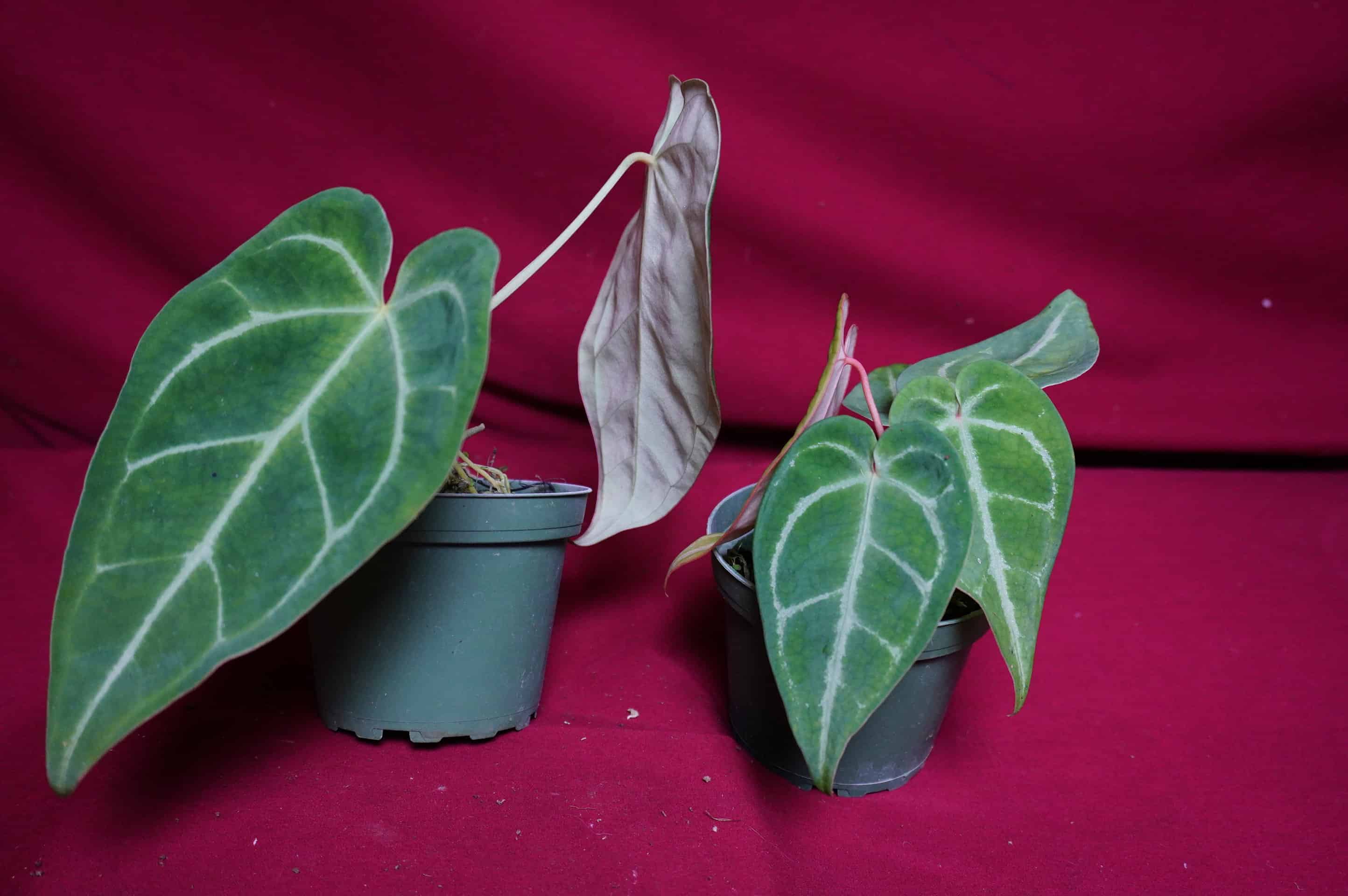 Anthurium Magnificum - thumbnail 6