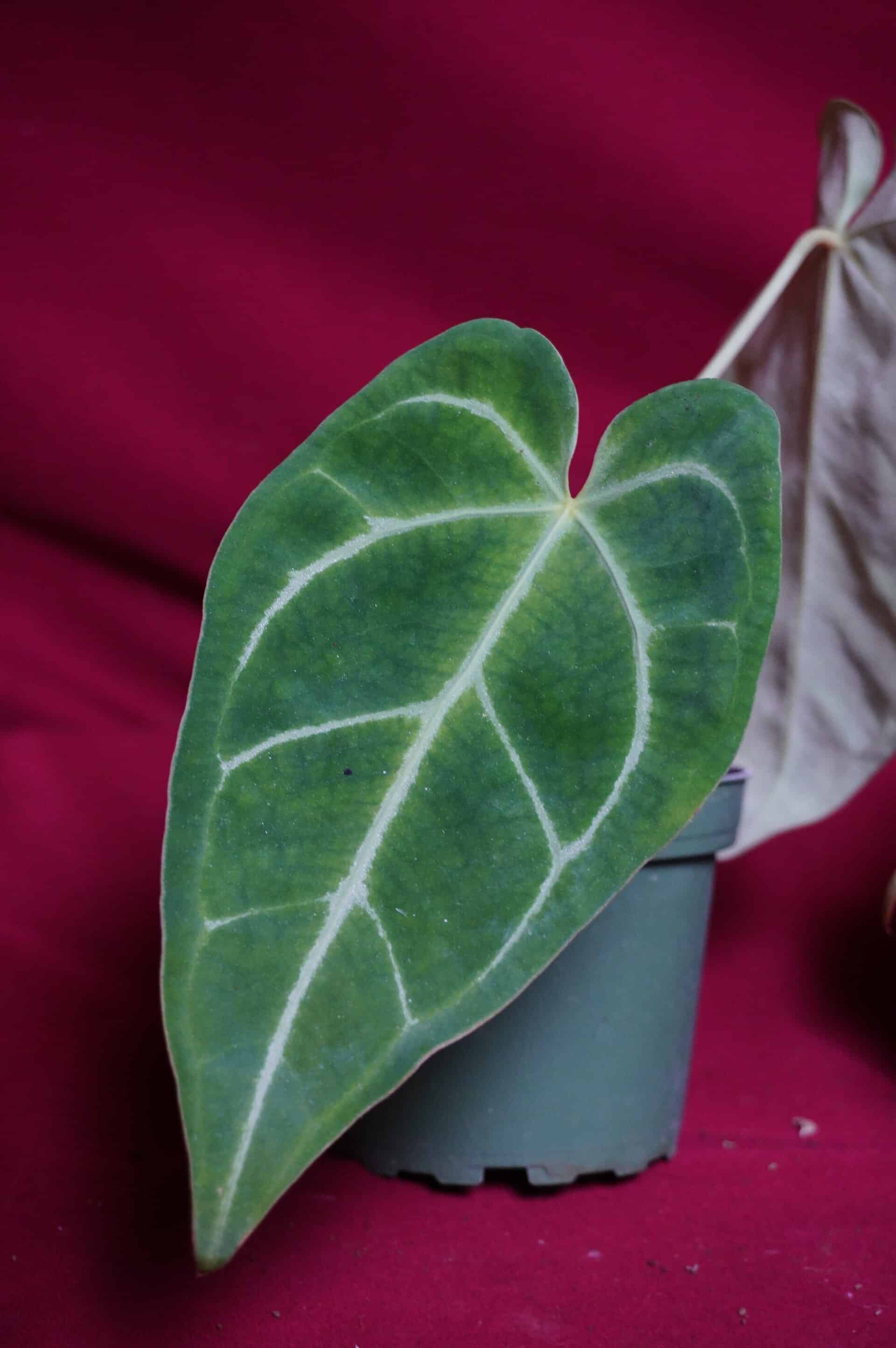 Anthurium Magnificum - thumbnail 7