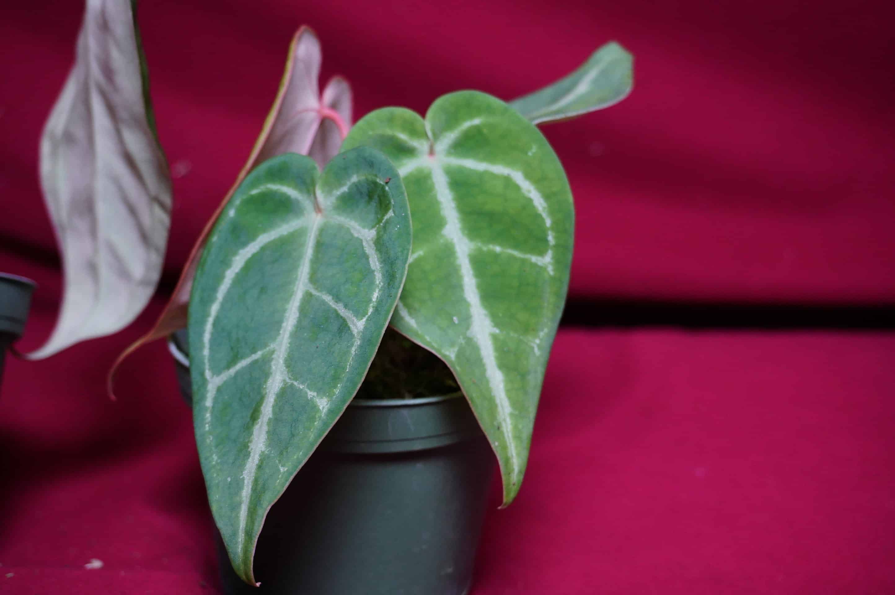 Anthurium Magnificum - thumbnail 8