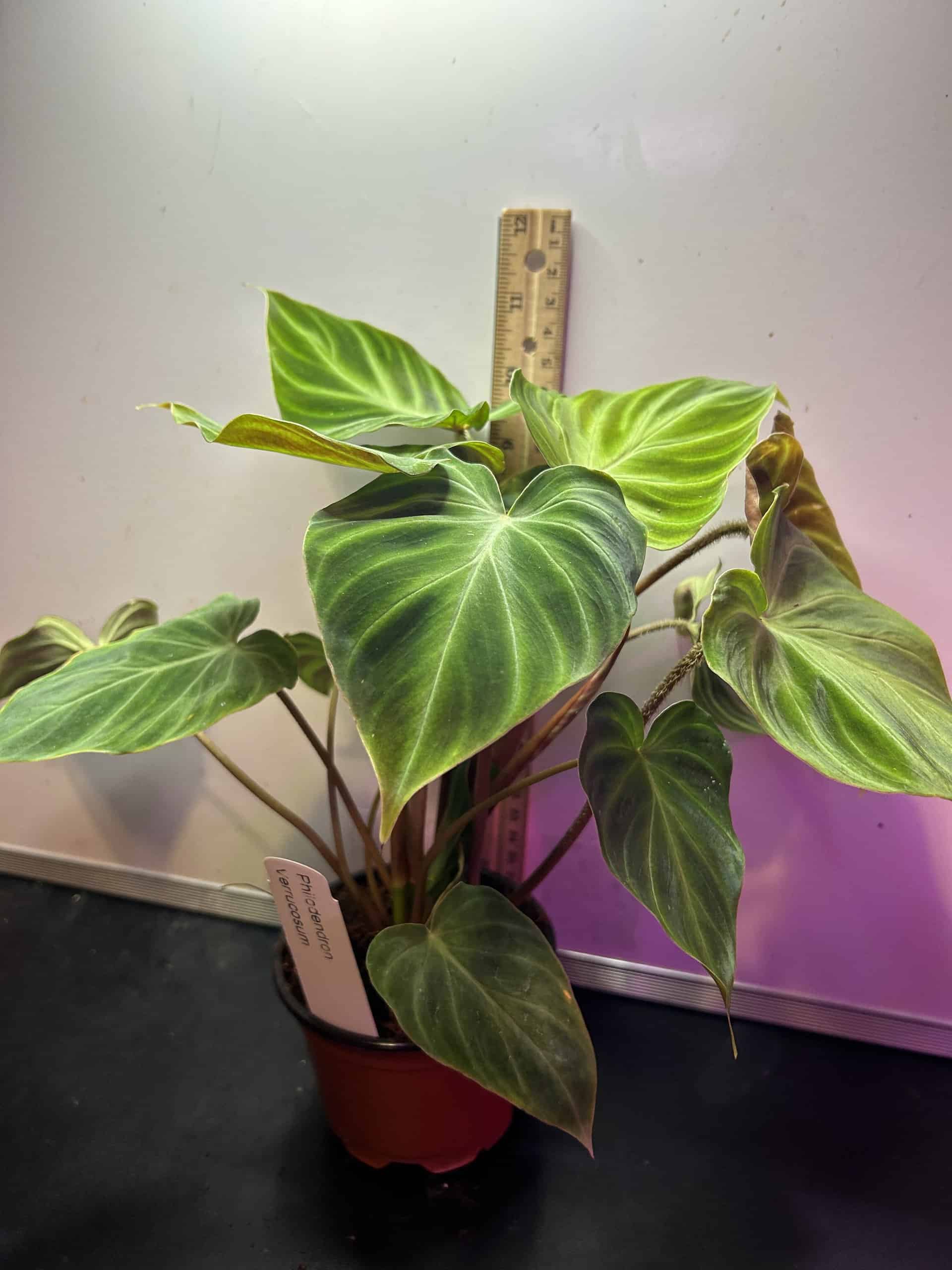 Philodendron Verrucosum
