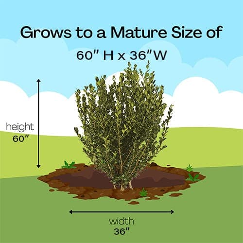 Wintergreen Boxwood Shrub - thumbnail 6