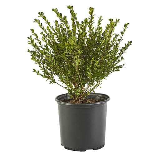 Compacta Holly (Ilex) Shrub 2.25 Gallon