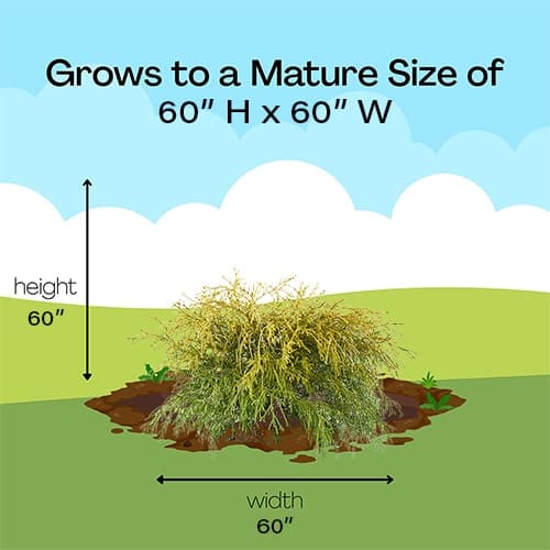 Gold Mop Cypress Shrub - thumbnail 6