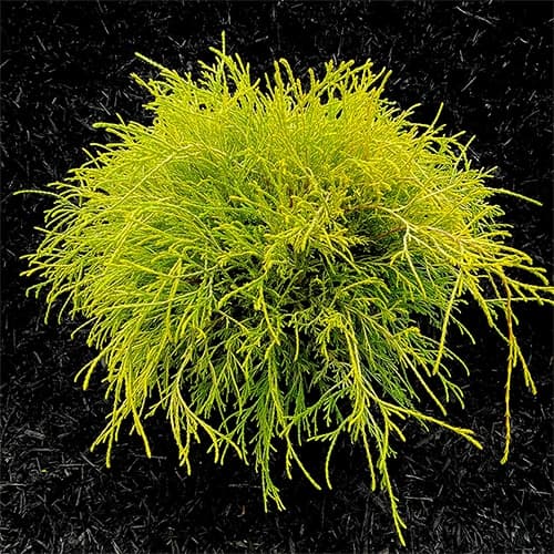 Gold Mop Cypress Shrub - thumbnail 3