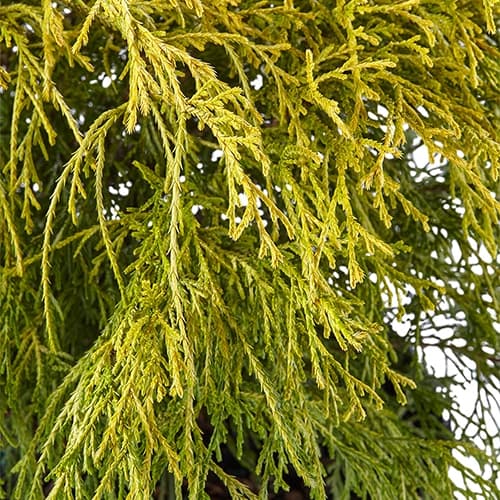 Gold Mop Cypress Shrub - thumbnail 2