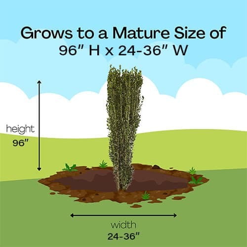 Sky Pencil Holly (Ilex) Shrub - thumbnail 6
