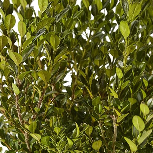 Wintergreen Boxwood Shrub - thumbnail 2
