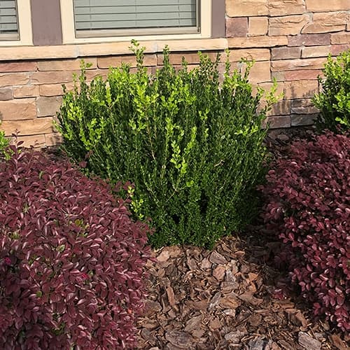 Wintergreen Boxwood Shrub - thumbnail 3