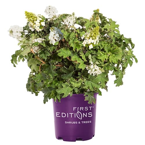 FIRST EDITIONS Hydrangea Jetstream Shrub (2 Gallon)