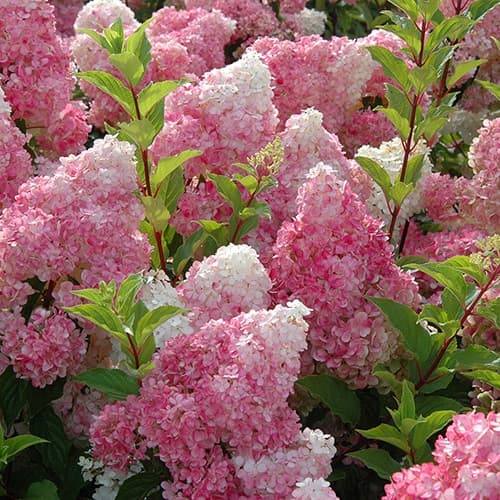 FIRST EDITIONS Hydrangea Vanilla Strawberry Shrub (3 Gallon) - thumbnail 2