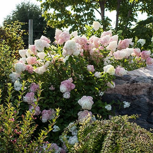 FIRST EDITIONS Hydrangea Vanilla Strawberry Shrub (3 Gallon) - thumbnail 3