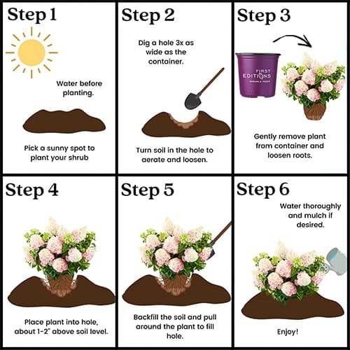 FIRST EDITIONS Hydrangea Vanilla Strawberry Shrub (3 Gallon) - thumbnail 7