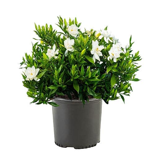 Gardenia Frostproof Shrub
