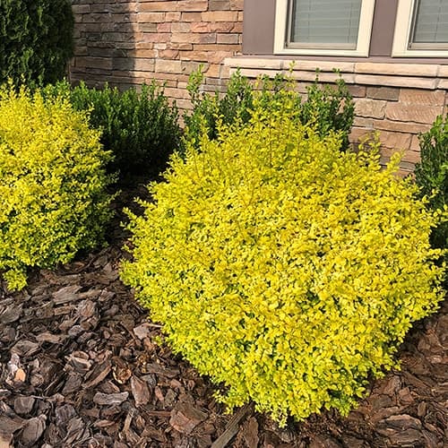 Southern Living Plant Collection Sunshine Ligustrum Privet Shrub - thumbnail 4