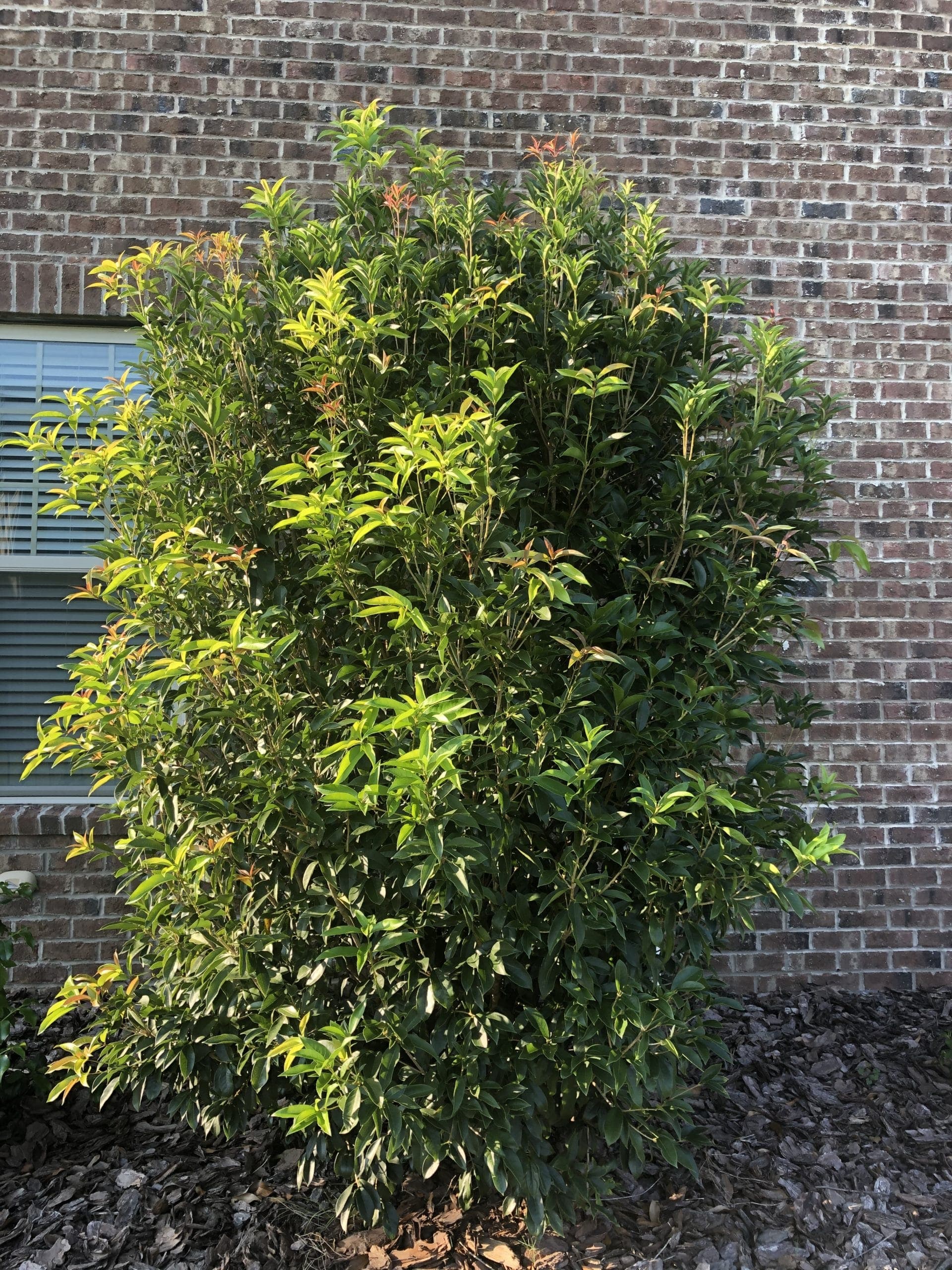 Osmanthus Tea Olive Shrub - thumbnail 3