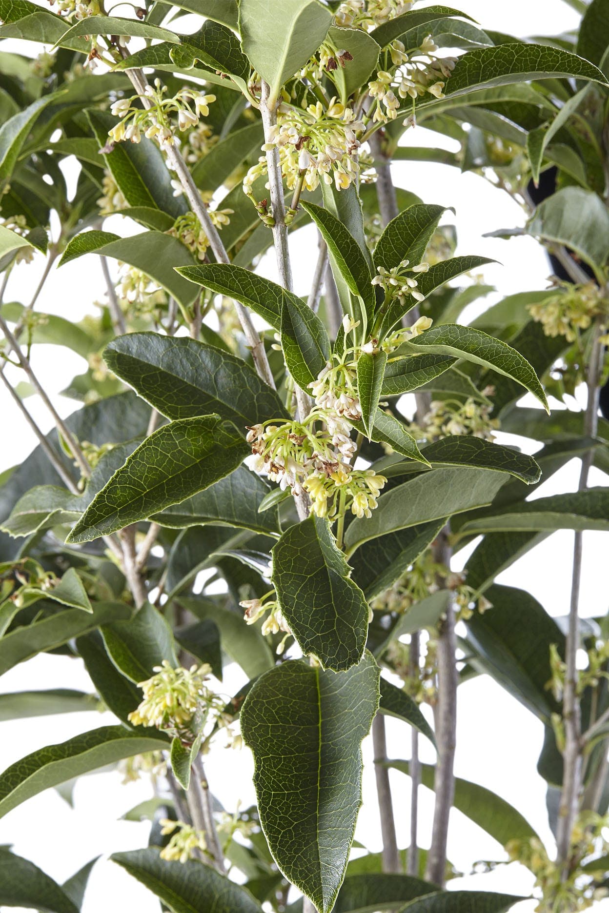 Osmanthus Tea Olive Shrub - thumbnail 2