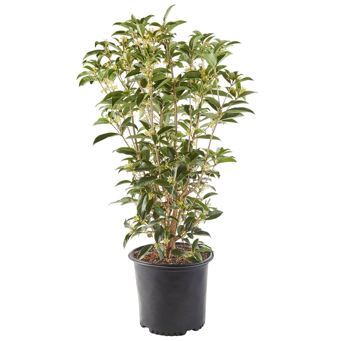 Osmanthus Tea Olive Shrub