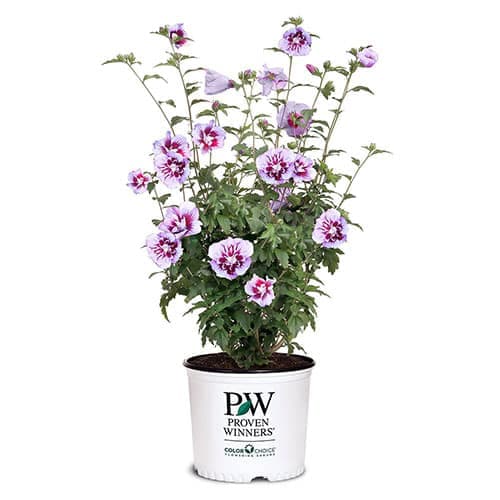 Proven Winners Hibiscus Purple Pillar Shrub
