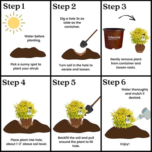 Southern Living Plant Collection Sunshine Ligustrum Privet Shrub - thumbnail 7