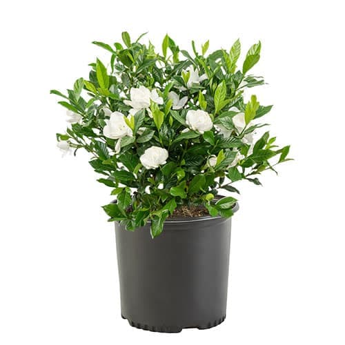 Gardenia August Beauty Shrub