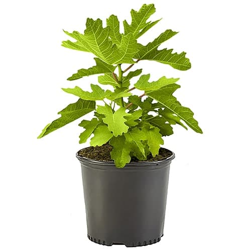 Fig, Black Mission Shrub
