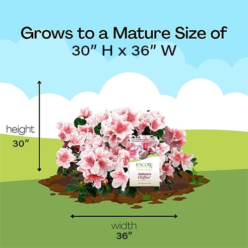 Encore Azalea Autumn Chiffon Shrub - thumbnail 9