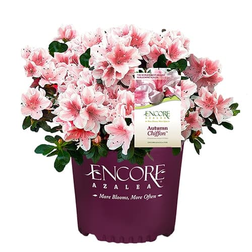 Encore Azalea Autumn Chiffon Shrub