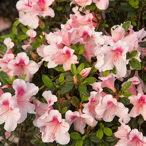 Encore Azalea Autumn Chiffon Shrub - thumbnail 5