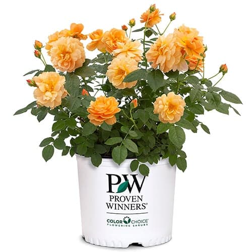Proven Winners Rose At Last (2 Gallon)