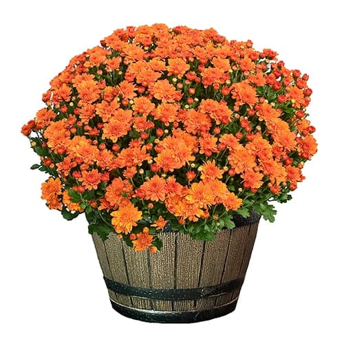 Chrysanthemum Orange (Mum) Plant 3 Quart Whiskey Barrel